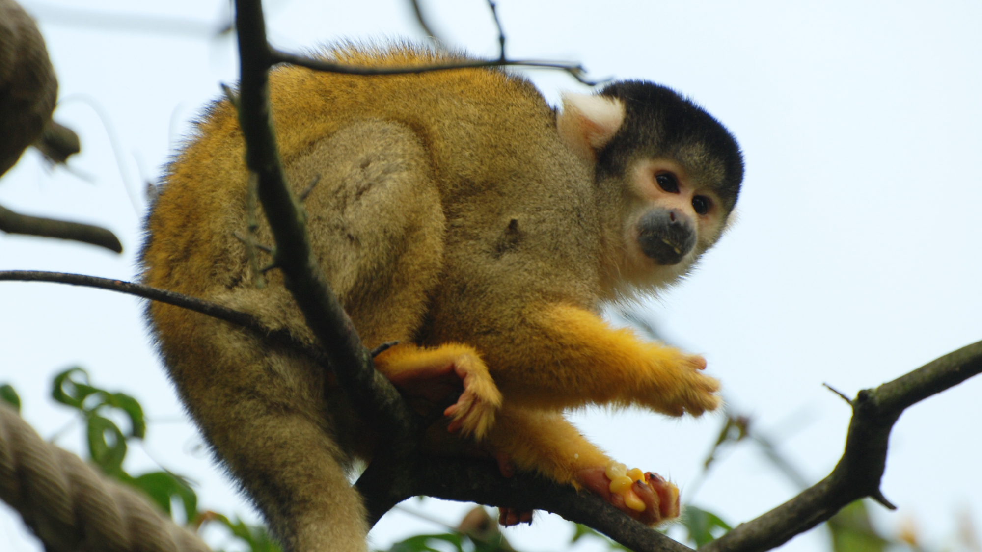 Squirrel Monkey Bolivian Black Capped Zoological