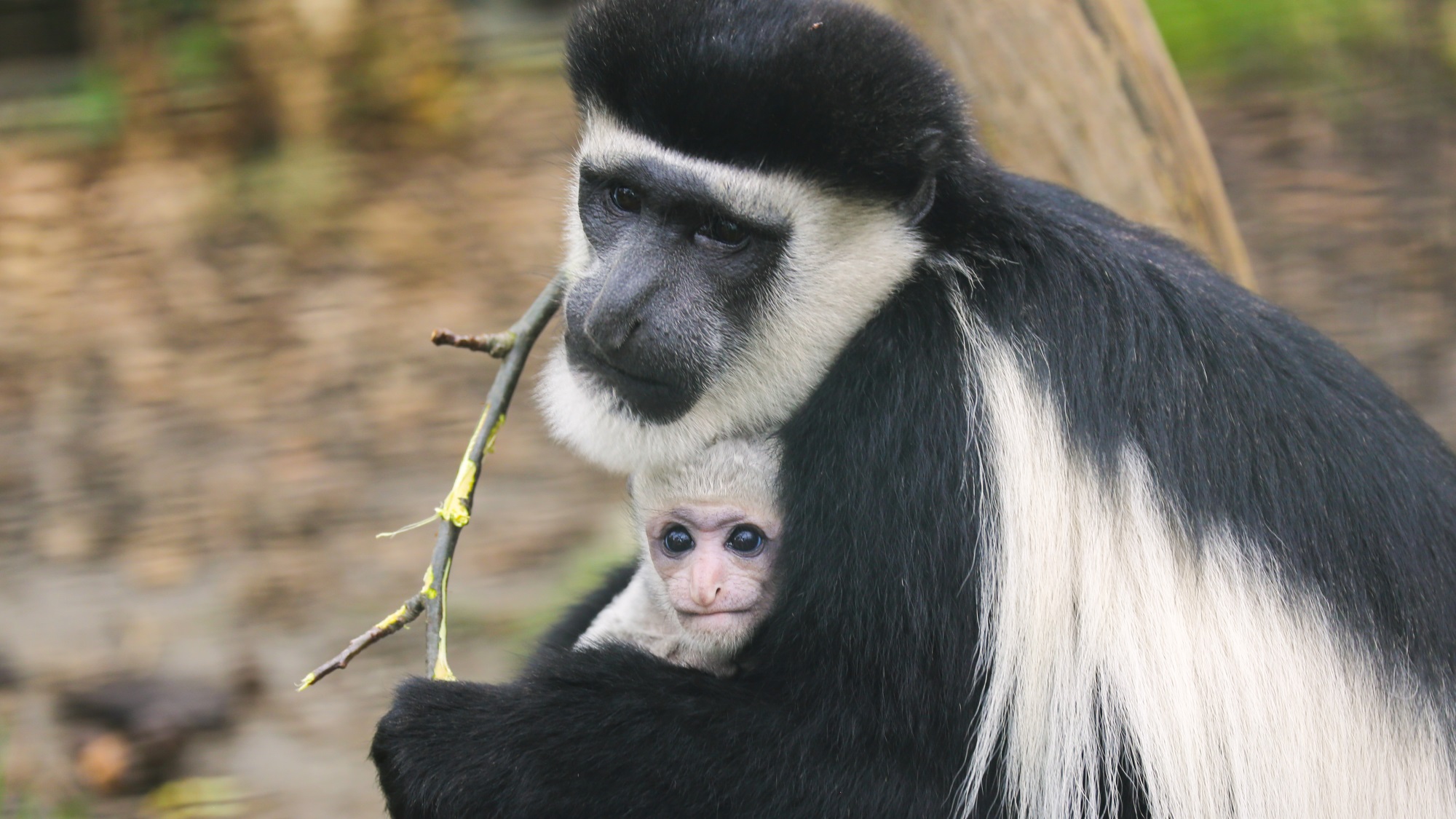 Monkeys are on the move | Zoological Society of London (ZSL)