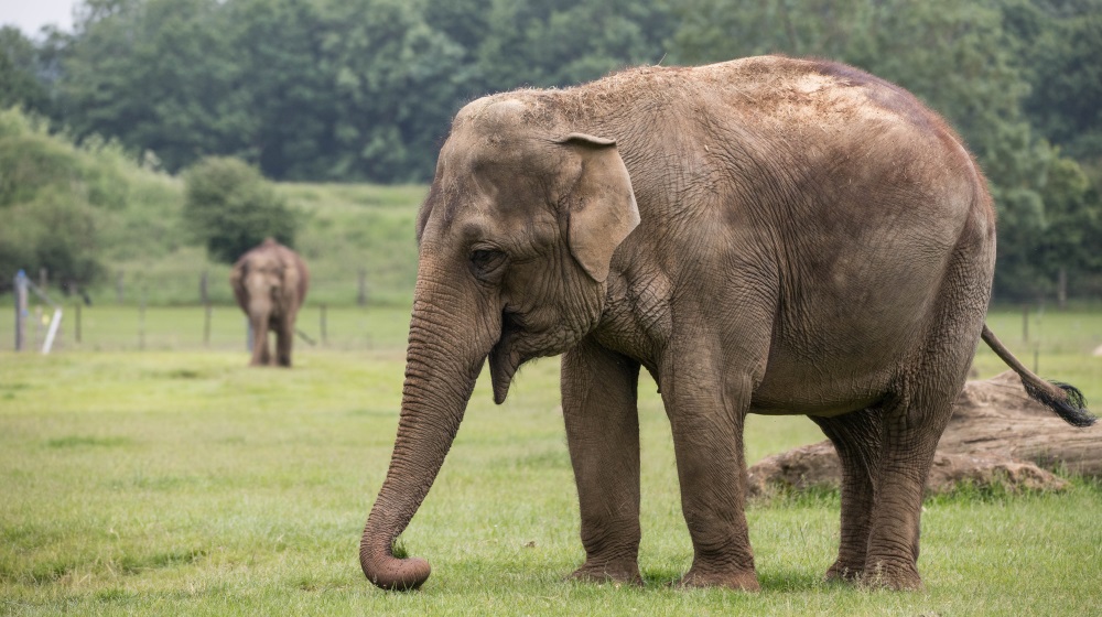 Meet the Elephants at ZSL Whipsnade Zoo | Zoological Society of London (ZSL)