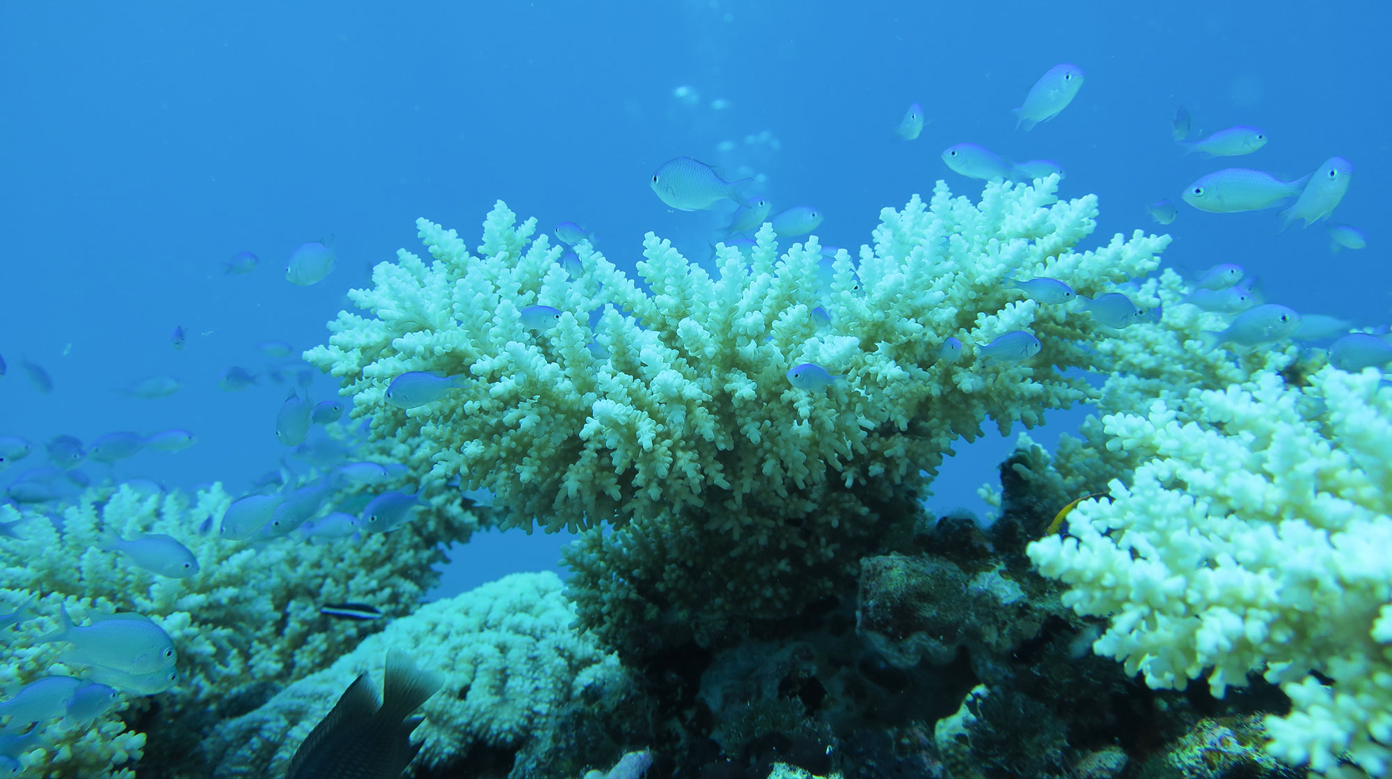 Backtoback heatwaves kill more than twothirds of coral