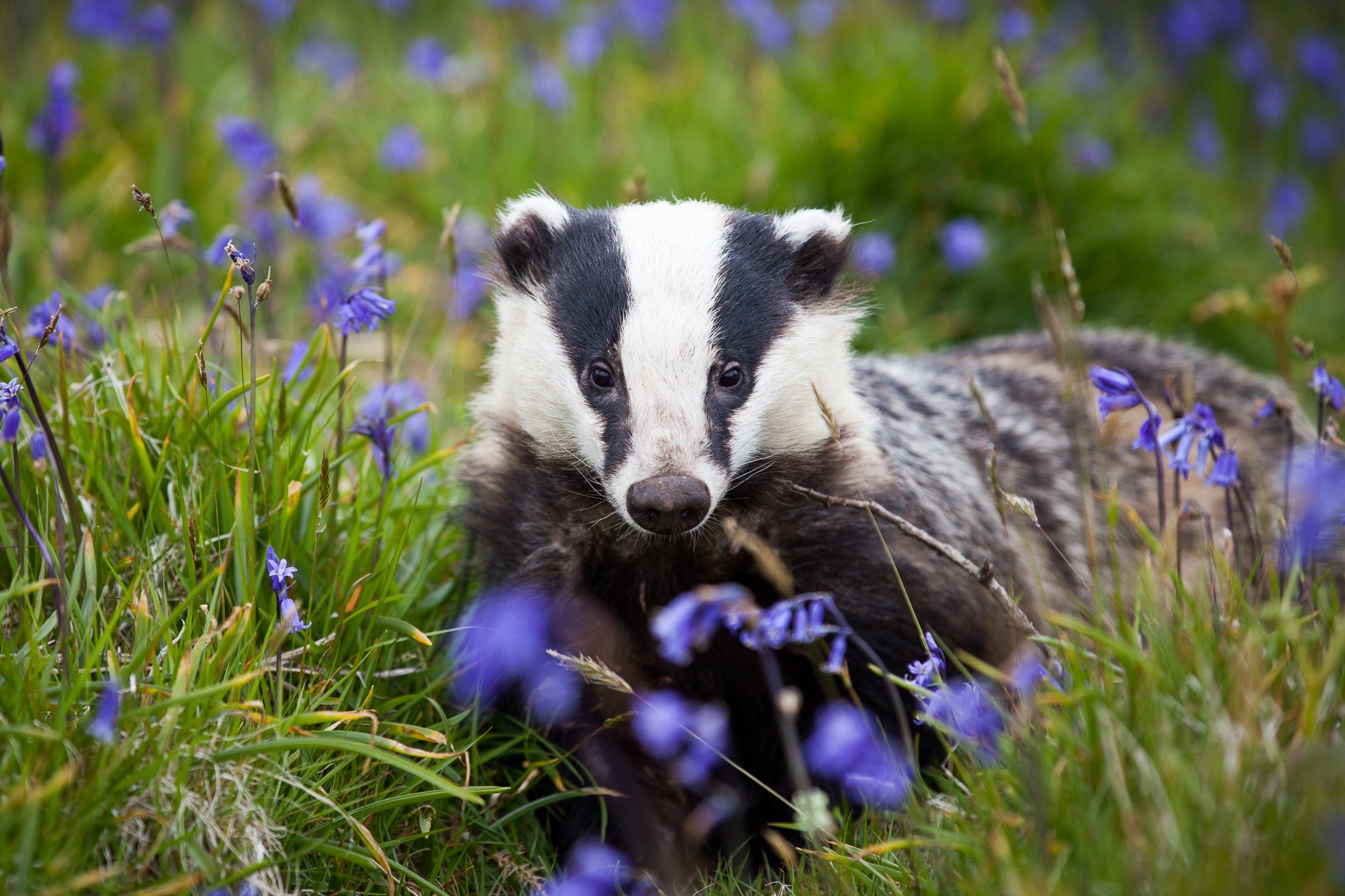 Badger cull: Time for a Christmas ceasefire? | Zoological ...