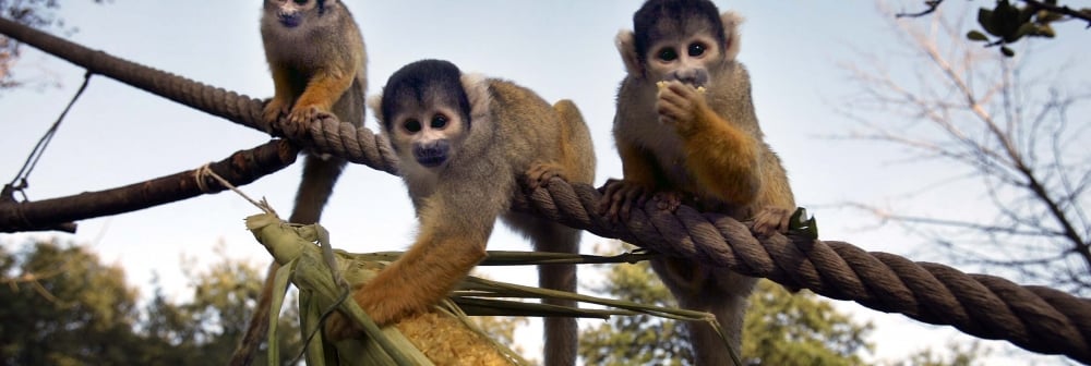 Squirrel monkeys in Meet the Monkeys at ZSL London Zoo