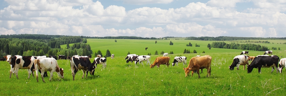 Cows in UK field