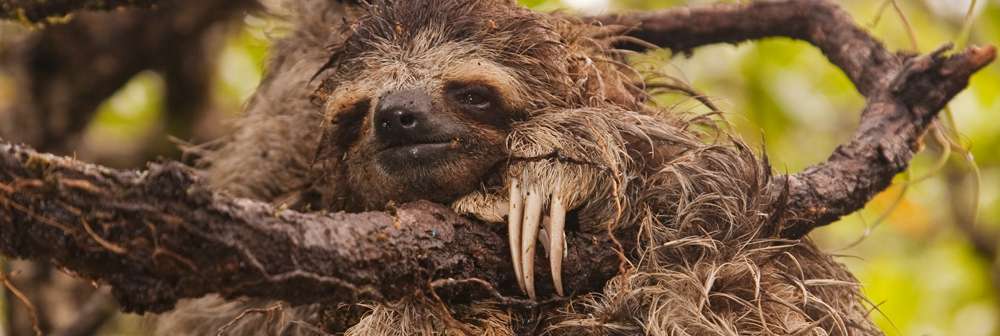 Pygmy sloth