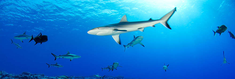 Ducie Shark - Enric Sala National Geographic