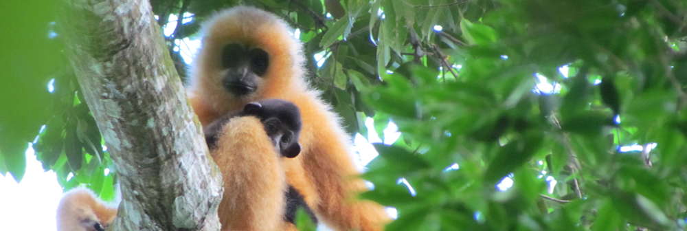 Hainan gibbon mother and infant. Image (c) Jessica Bryant