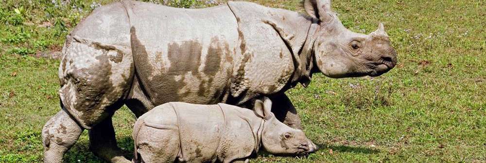 Greater one-horned rhinos, Chitwan National Park, Nepal. Image (c) ZSL/NTNC/DNPWC  