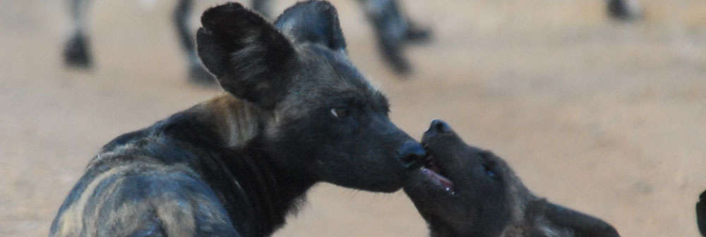 African Wild Dogs - Borana Pup Begging