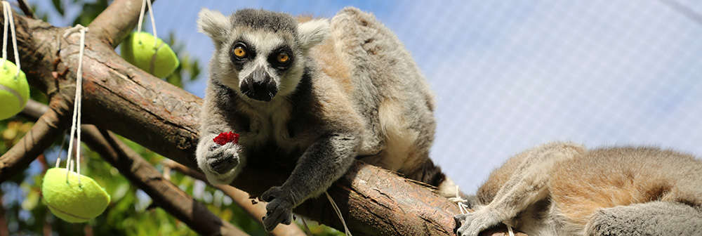 Lemur enrichment
