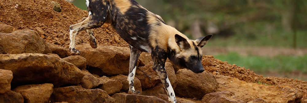African wild dog on rocks