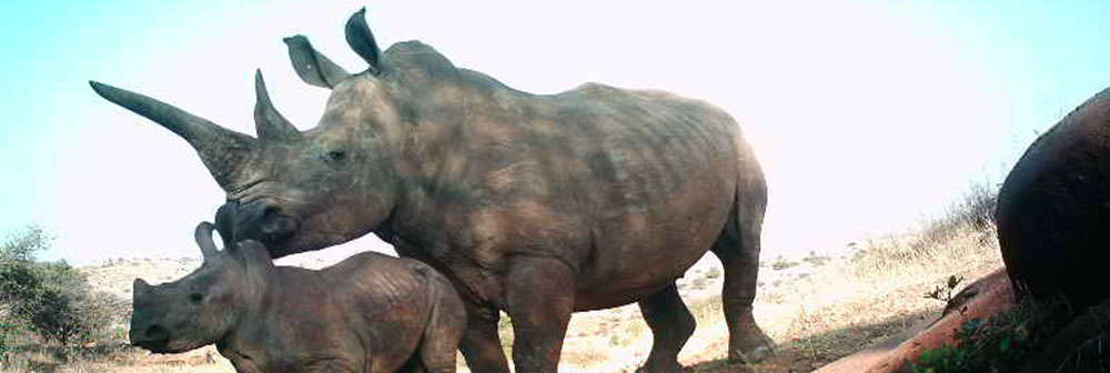 Rhino and baby camera trap picture 