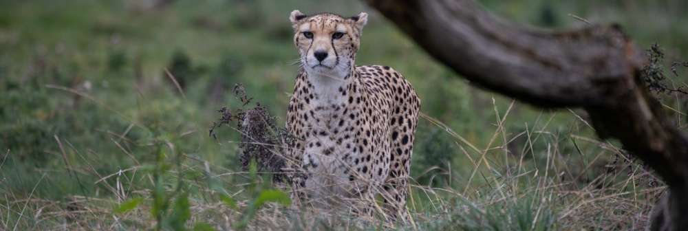 Cheetah at ZSL Whipsnade Zoo