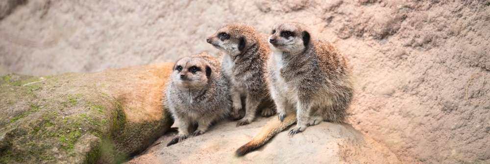 Meerkats at ZSL London Zoo