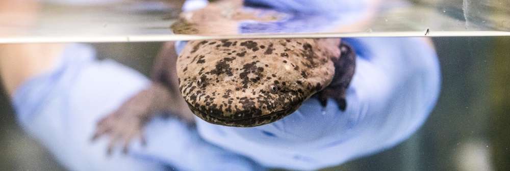 A Chinese giant salamander arrives at ZSL London Zoo