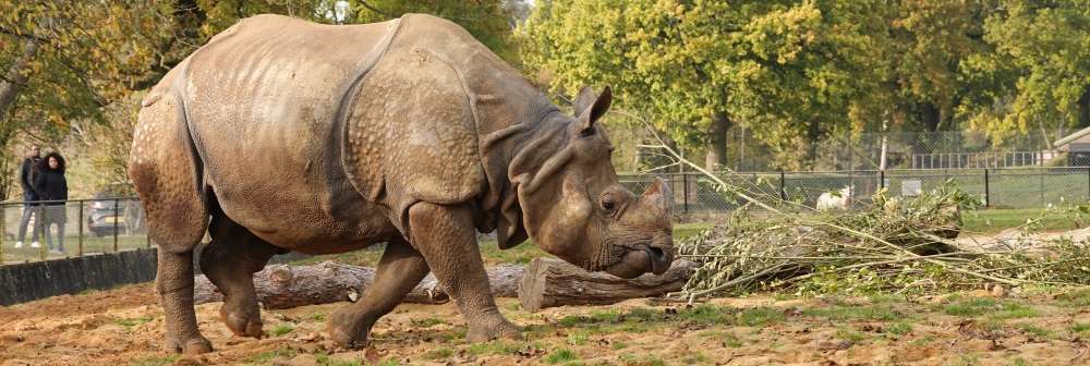 Greater one-horned rhino Hugo at ZSL Whipsnade Zoo