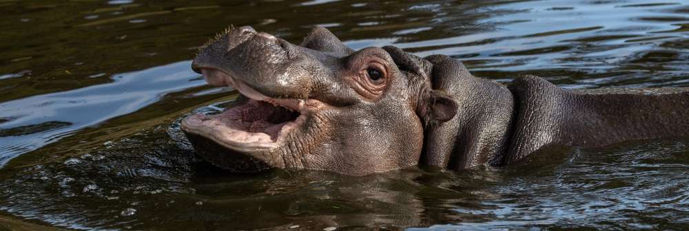 Hodor the hippo in the pool at ZSL Whipsnade Zoo