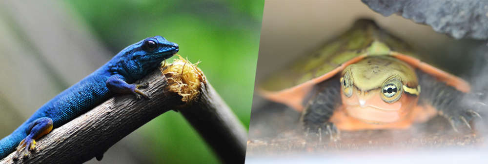 A cobalt bolt blue lizard sits on a broken tree branch on the left of the image. A baby big-headed turtle sits in an enclosure on the right side of the image. 