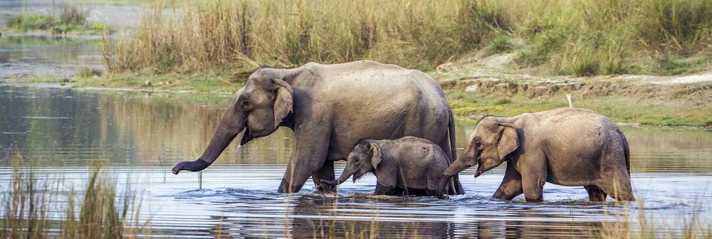 Elephants crossing the river