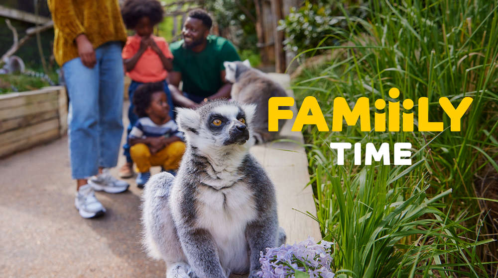 Lemur in it's enclosure with a family in the background. Text to the right side reads 'family time'. 