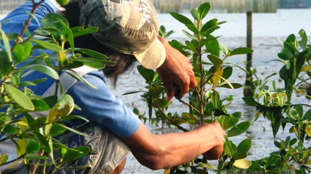 Planting mangroves in the Philippines