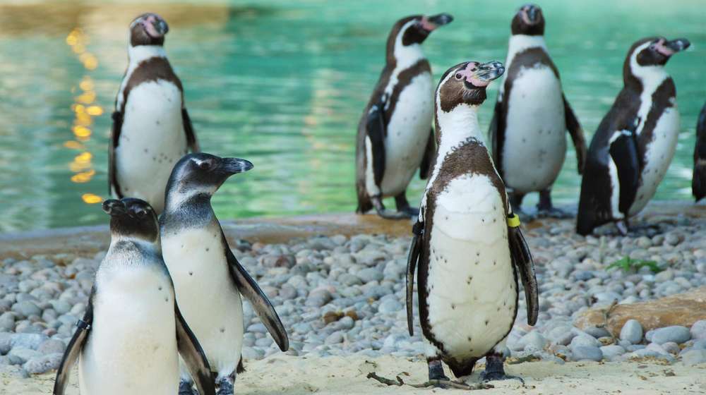 Humboldt penguins at ZSL London Zoo