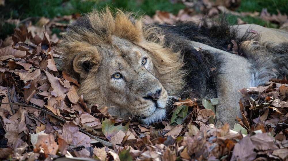 Asiatic lion Bhanu in a mountain of fallen leaves at ZSL London Zoo