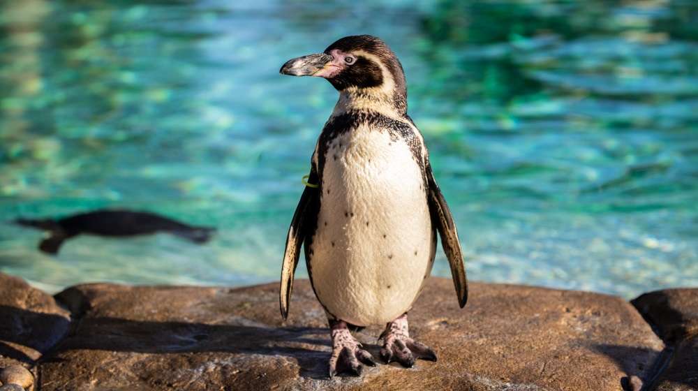 A Humboldt penguin at ZSL London Zoo