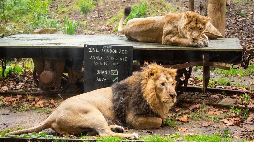 Asiatic lions Bhanu and Arya are counted at the Annual Stocktake 2022 at ZSL London Zoo