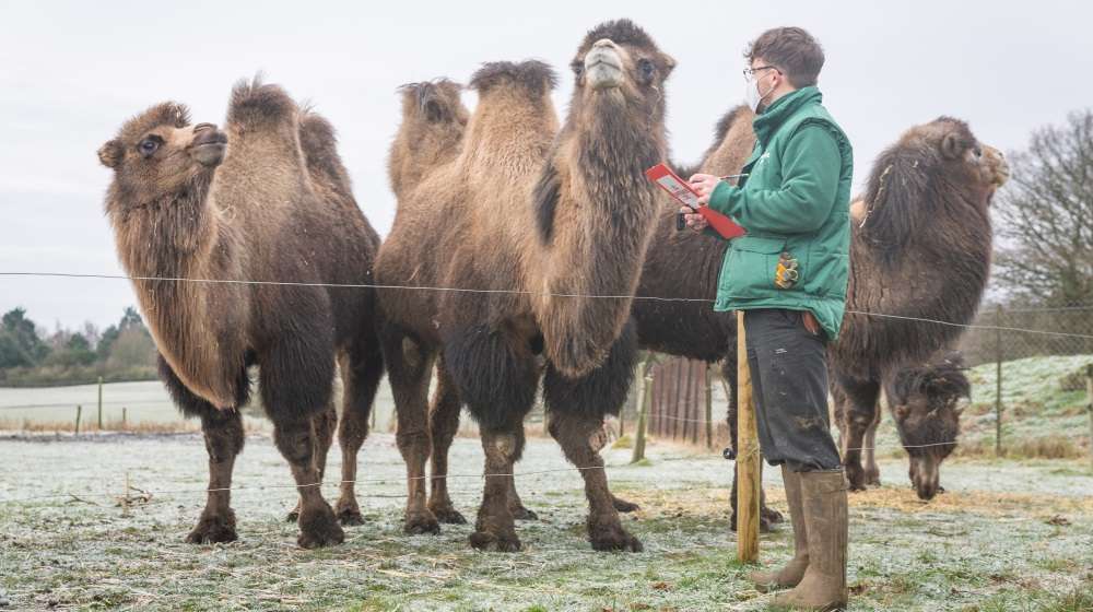 Keeper George counts the camels in ZSL Whipsnade Zoo's annual stocktake