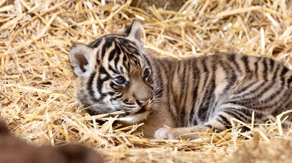 A tiger cub at ZSL London Zoo