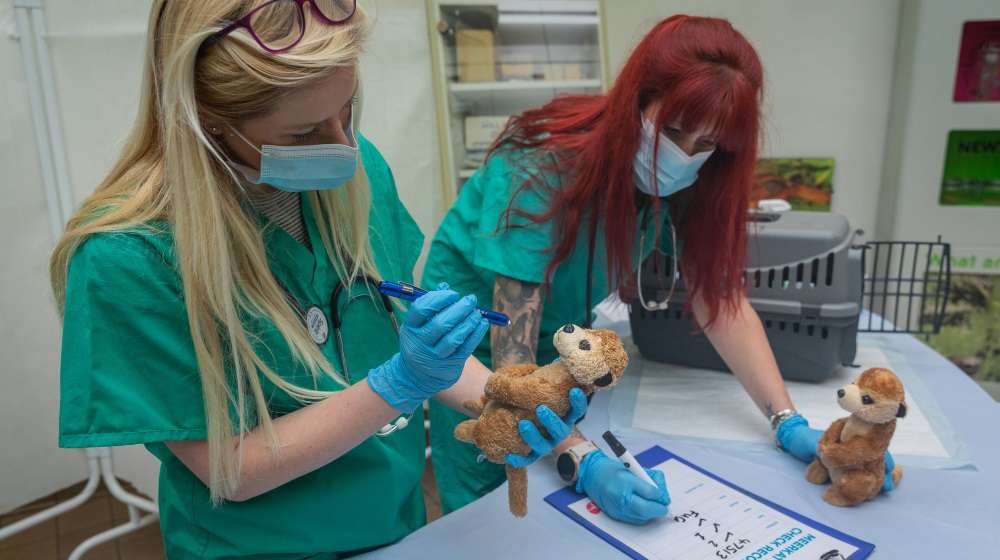Vets in Action half term activities at ZSL London Zoo