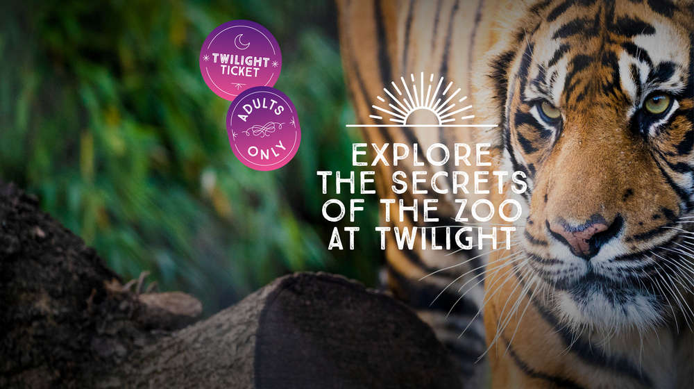 A tiger on the right hand side of the image looks towards the text "Explore the secrets of the Zoo at Twilight"