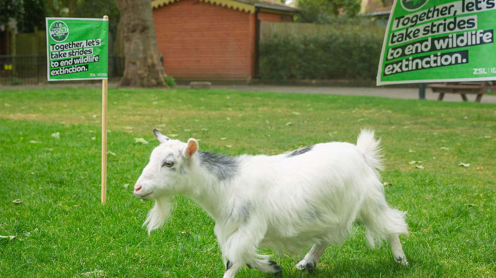 goat going through finish line