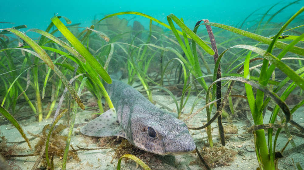 Grey catshark lying near a sandy seabed amongst lots of green seagrass in a blue underwater ocean picture