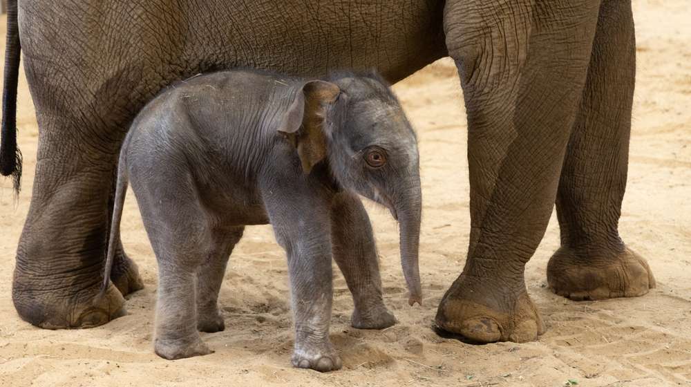 Endangered Asian elephant calf born at Whipsnade Zoo