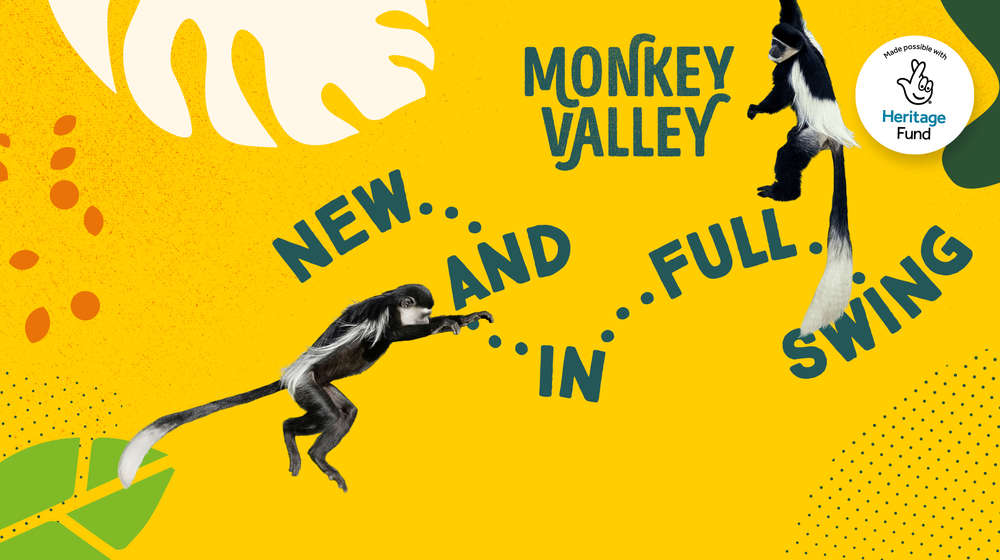 A collage of two colobus monkeys swinging over a yellow background with green, orange and white leaves. The text reads 'Monkey Valley new and in full swing' next to the National Heritage Lottery Fund logo 
