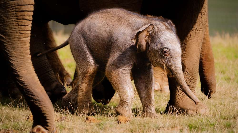 An elephant calf in the paddock at ZSL Whipsnade Zoo