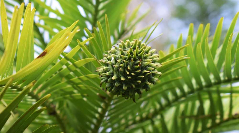 A wollemi pine cone