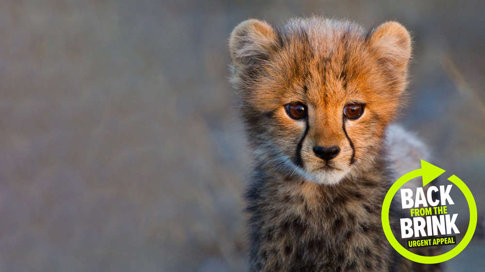 Back from the Brink - urgent appeal logo over an image of a young cheetah