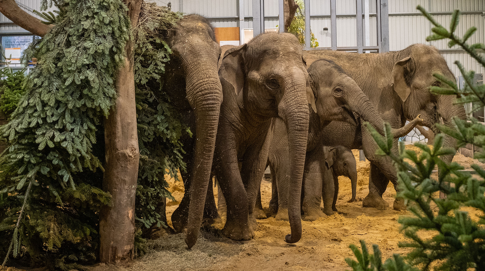 Whipsnade Zoo's Asian elephant herd explore festive Christmas trees