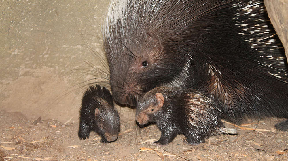 Two porcupettes with an adult porcupine born at London Zoo