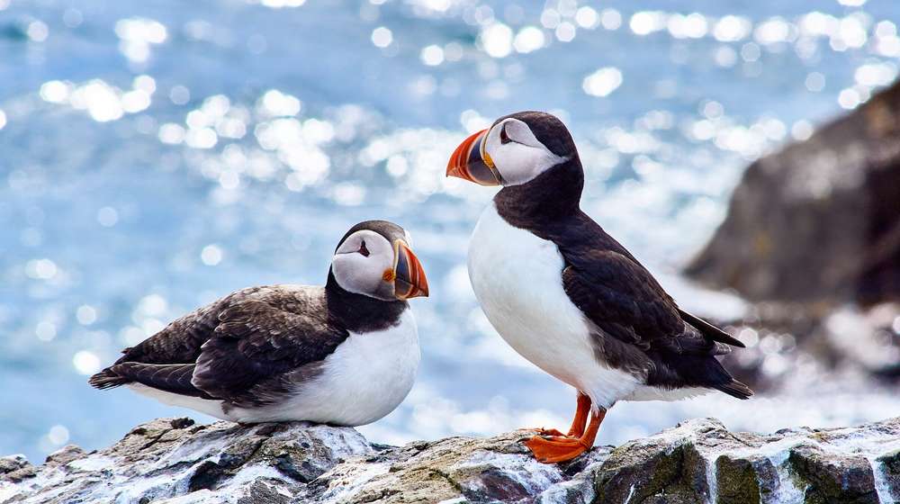 Two puffins resting on a cliff on the Farne Islands