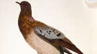Les pigeons par Madame Knip, neé Pauline de Courcelles. - 2e éd. Tome 1 : Le texte par C.J. Temminck. Paris :  Knip, [1808-43]
Female  plate 60 
