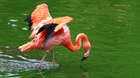 A American Flamingo at ZSL Whipsnade Zoo