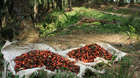 Both the flesh and kernel are used to produce oil and animal feed. One hectare of land can produce 4,000kg of palm oil.
