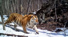 A Siberian Tiger, also known as an Amur tiger, is photographed by a camera trap