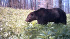 East Siberian brown bear Ursus arctos collaris, in the taiga forest at Khonin Nuga. This one shows a large cut on the left cheek of the bear indicating a fight with another bear.