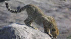 A Cheetah cub in the Serangeti in Tanzania, taken on conservation Programme&#039;s ongoing field work with Cheetahs.