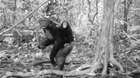 Taken as part of the Wildlife Wood Project, a female chimp with a baby has its image captured by a camera trap.