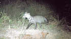 Civets were found in the same site as the clouded leopard 
